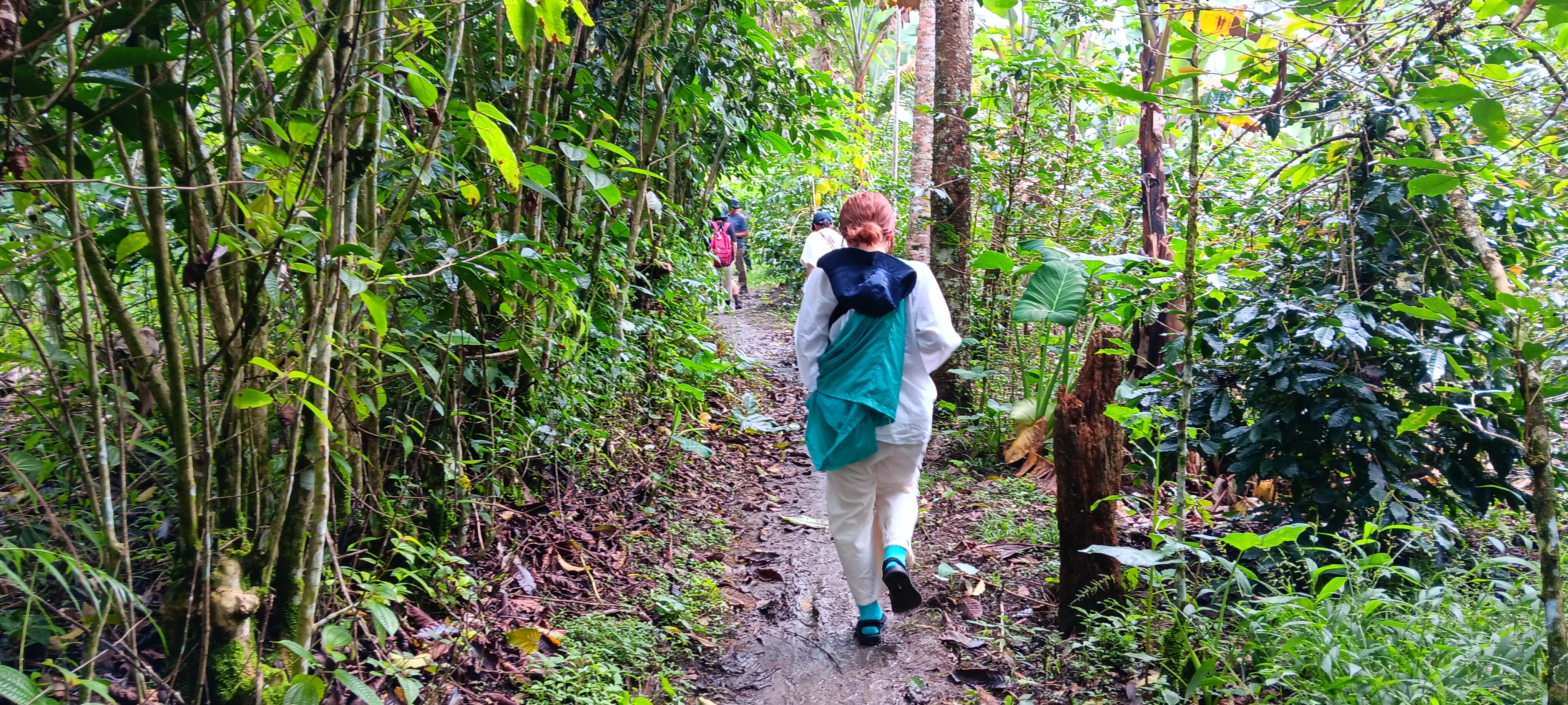 Sumatera Coffee Tour